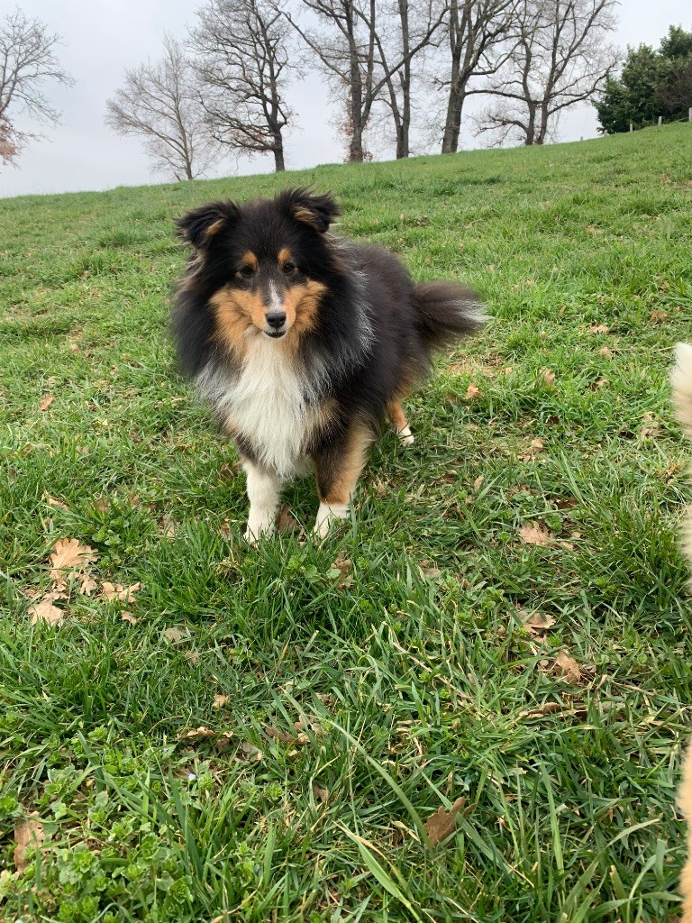 Tbelle Du Petit Berger Sympa