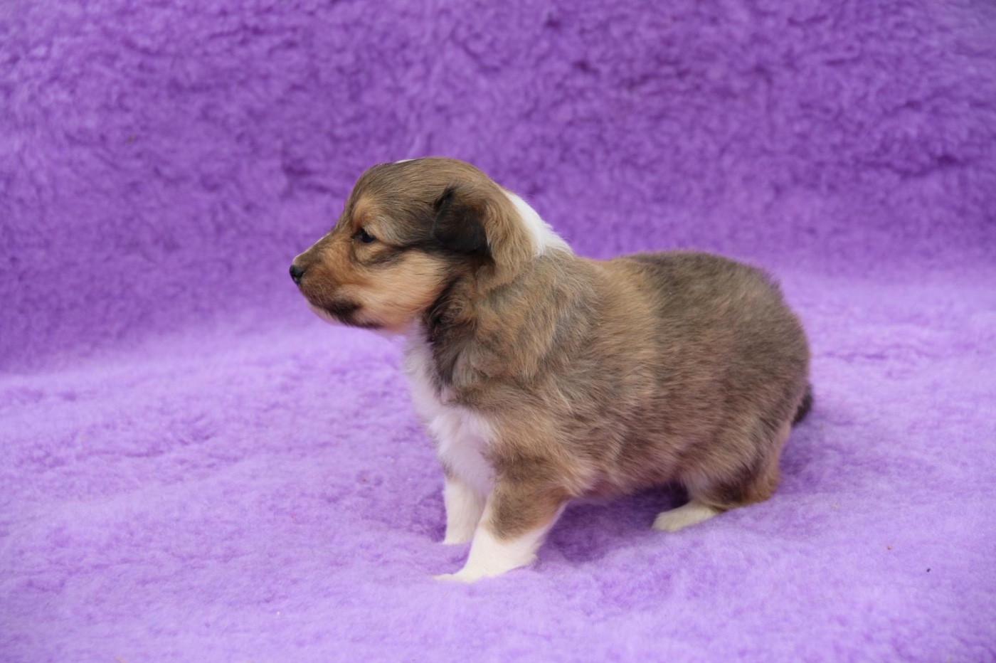 Des Collines De B - Chiots disponibles - Shetland Sheepdog