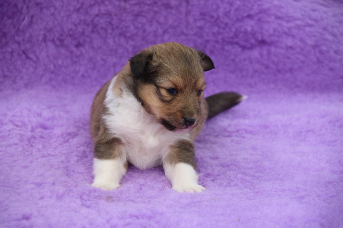 Des Collines De B - Chiots disponibles - Shetland Sheepdog