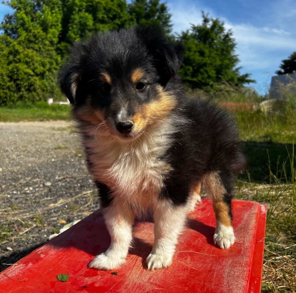 Des Collines De B - Chiots disponibles - Shetland Sheepdog