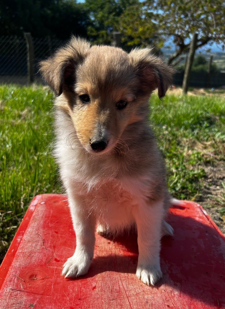 Des Collines De B - Chiots disponibles - Shetland Sheepdog