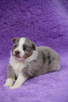 CHIOT 1